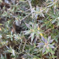 Astroloma humifusum (Cranberry Heath) at QPRC LGA - 9 Oct 2023 by JaneR