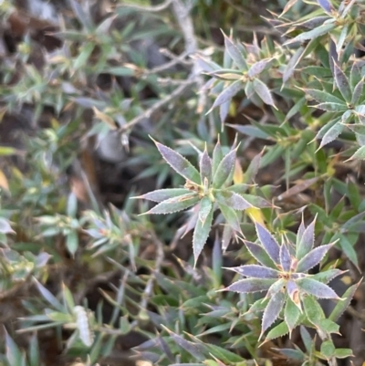 Styphelia humifusum (Cranberry Heath) at Karabar, NSW - 9 Oct 2023 by JaneR