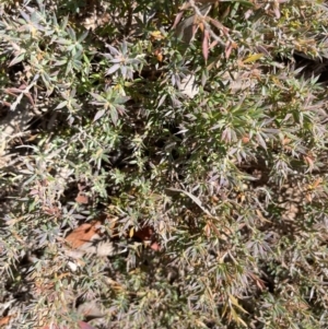 Astroloma humifusum at Karabar, NSW - 9 Oct 2023