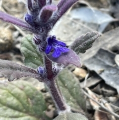 Ajuga australis (Austral Bugle) at Karabar, NSW - 9 Oct 2023 by JaneR