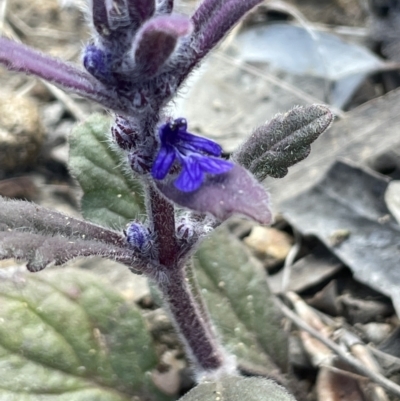 Ajuga australis (Austral Bugle) at Karabar, NSW - 9 Oct 2023 by JaneR