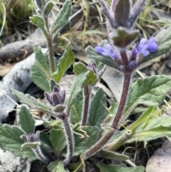 Ajuga australis at Karabar, NSW - 9 Oct 2023 03:28 PM