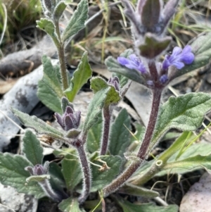 Ajuga australis at Karabar, NSW - 9 Oct 2023 03:28 PM