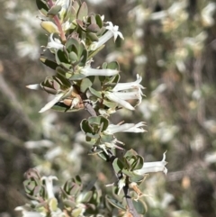 Brachyloma daphnoides (Daphne Heath) at Karabar, NSW - 9 Oct 2023 by JaneR