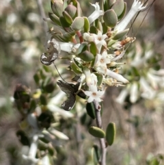 Brachyloma daphnoides at Karabar, NSW - 9 Oct 2023