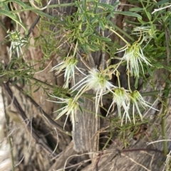 Clematis leptophylla (Small-leaf Clematis, Old Man's Beard) at QPRC LGA - 9 Oct 2023 by JaneR