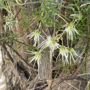 Clematis leptophylla at Karabar, NSW - 9 Oct 2023 02:46 PM