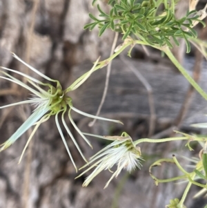 Clematis leptophylla at Karabar, NSW - 9 Oct 2023
