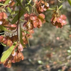 Dodonaea viscosa subsp. spatulata (Broad-leaved Hop Bush) at QPRC LGA - 9 Oct 2023 by JaneR