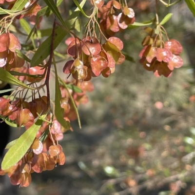 Dodonaea viscosa subsp. spatulata (Broad-leaved Hop Bush) at Karabar, NSW - 9 Oct 2023 by JaneR