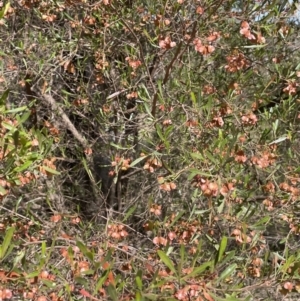 Dodonaea viscosa subsp. spatulata at Karabar, NSW - 9 Oct 2023