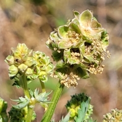 Sanguisorba minor (Salad Burnet, Sheep's Burnet) at Sullivans Creek, Lyneham South - 10 Oct 2023 by trevorpreston