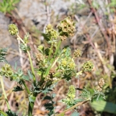 Sanguisorba minor at Lyneham, ACT - 10 Oct 2023 12:39 PM