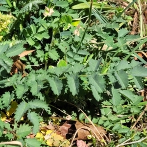 Sanguisorba minor at Lyneham, ACT - 10 Oct 2023