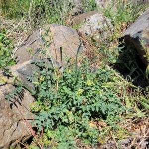 Sanguisorba minor at Lyneham, ACT - 10 Oct 2023