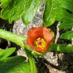 Modiola caroliniana (Red-flowered Mallow) at Sullivans Creek, Lyneham South - 10 Oct 2023 by trevorpreston