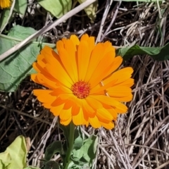 Calendula officinalis (English or Pot Marigold) at Sullivans Creek, Lyneham South - 10 Oct 2023 by trevorpreston