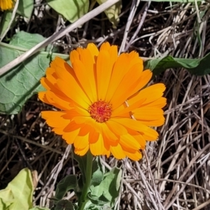 Calendula officinalis at Lyneham, ACT - 10 Oct 2023 12:34 PM