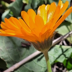 Calendula officinalis at Lyneham, ACT - 10 Oct 2023 12:34 PM