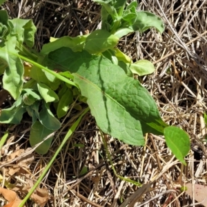 Calendula officinalis at Lyneham, ACT - 10 Oct 2023 12:34 PM