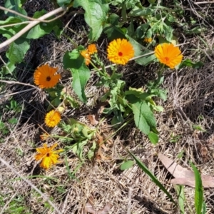 Calendula officinalis at Lyneham, ACT - 10 Oct 2023 12:34 PM