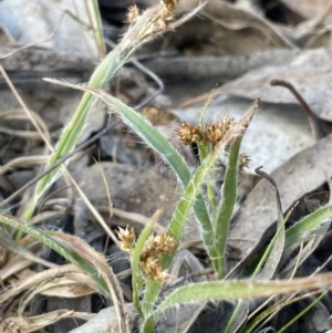 Luzula meridionalis at Karabar, NSW - 9 Oct 2023