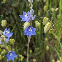 Thelymitra megcalyptra at Nail Can Hill - 8 Oct 2023 by Darcy