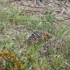 Tachyglossus aculeatus (Short-beaked Echidna) at Albury - 8 Oct 2023 by Darcy