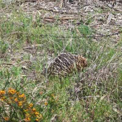 Tachyglossus aculeatus (Short-beaked Echidna) at Nail Can Hill - 8 Oct 2023 by Darcy