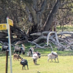 Capra hircus (Wild Goat) at Albury - 8 Oct 2023 by Darcy