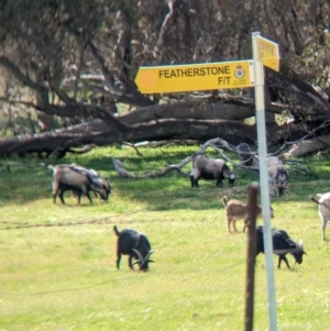 Capra hircus at Splitters Creek, NSW - 8 Oct 2023