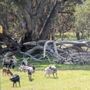 Capra hircus at Splitters Creek, NSW - 8 Oct 2023