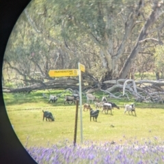 Capra hircus at Splitters Creek, NSW - 8 Oct 2023