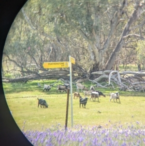 Capra hircus at Splitters Creek, NSW - 8 Oct 2023 03:19 PM