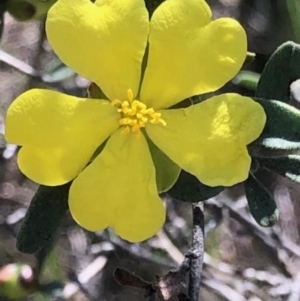 Hibbertia obtusifolia at Lyons, ACT - 7 Oct 2023 03:27 PM