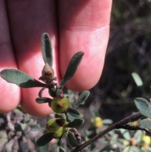 Hibbertia obtusifolia at Lyons, ACT - 7 Oct 2023 03:27 PM