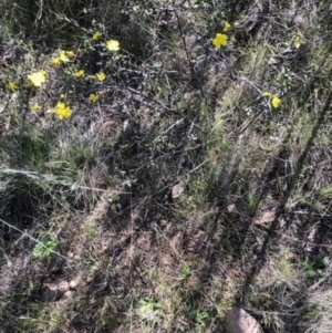 Hibbertia obtusifolia at Lyons, ACT - 7 Oct 2023 03:27 PM