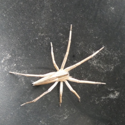 Thasyraea lepida (Prowling spider) at QPRC LGA - 10 Oct 2023 by arjay