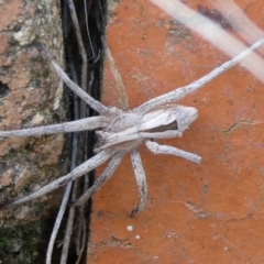 Argoctenus sp. (genus) (Wandering ghost spider) at Mongarlowe River - 10 Oct 2023 by arjay