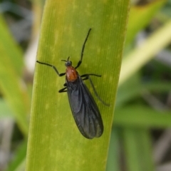 Bibio imitator (Garden maggot) at QPRC LGA - 10 Oct 2023 by arjay