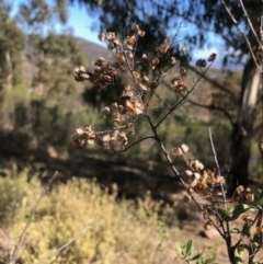 Bursaria spinosa (Native Blackthorn, Sweet Bursaria) at Lyons, ACT - 7 Oct 2023 by GregC