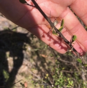 Bursaria spinosa at Lyons, ACT - 7 Oct 2023 03:37 PM