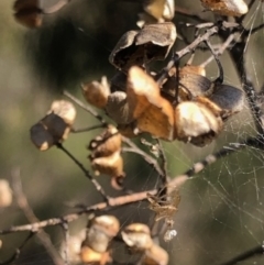 Bursaria spinosa at Lyons, ACT - 7 Oct 2023