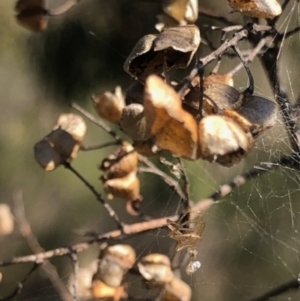 Bursaria spinosa at Lyons, ACT - 7 Oct 2023 03:37 PM