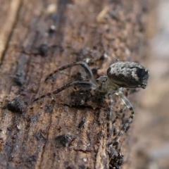 Araneus sp. (genus) by arjay