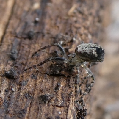 Unidentified Spider (Araneae) at QPRC LGA - 10 Oct 2023 by arjay