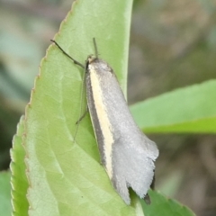 Philobota chrysopotama (A concealer moth) at Charleys Forest, NSW - 10 Oct 2023 by arjay