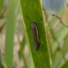 Philobota chrysopotama at Charleys Forest, NSW - 10 Oct 2023