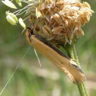 Philobota protecta (A concealer moth) at Mongarlowe River - 10 Oct 2023 by arjay