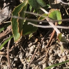 Goodenia hederacea subsp. hederacea at Lyons, ACT - 7 Oct 2023 03:37 PM